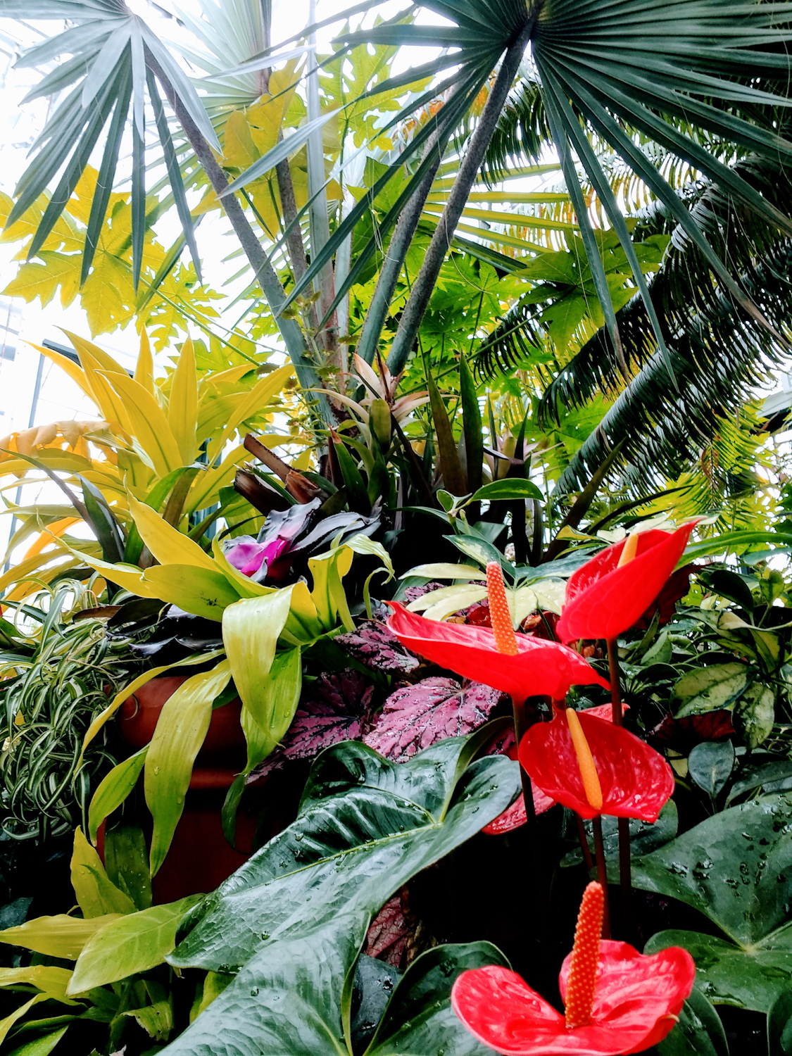 Anthuriums and palms inside Conservatory